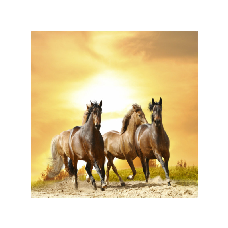 Πίνακας σε καμβά με Ζώα με άλογα